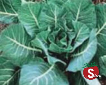 Georgia Southern Collard Seeds
